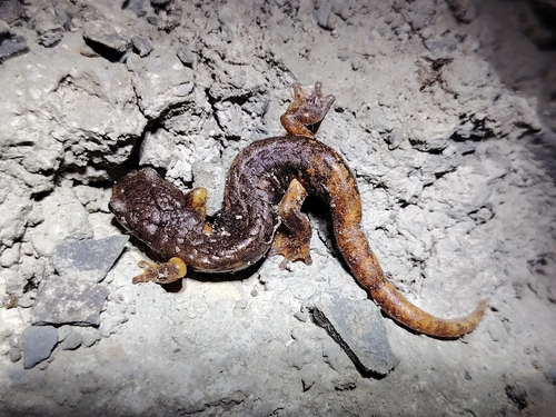 Italian Cave Salamander