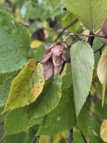 American hophornbeam