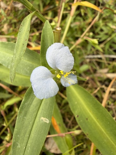 Commelina virginica observed 2026-10-09