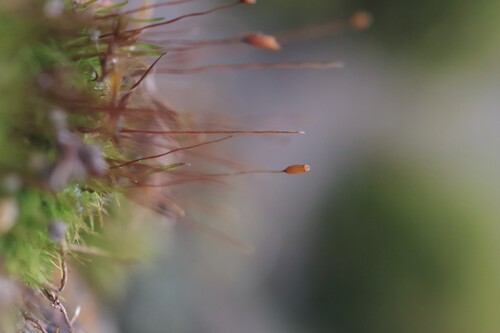 Distichium capillaceum observed 2026-10-10
