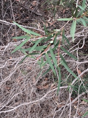 Angophora bakeri