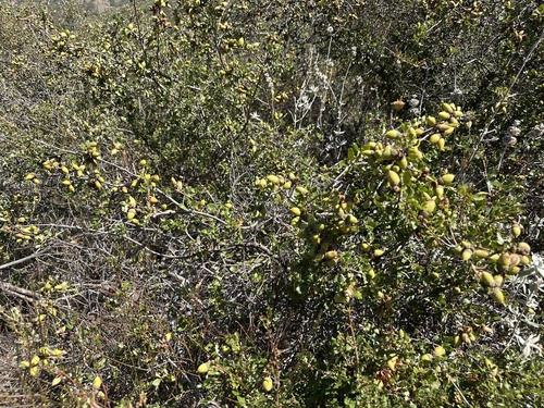 iNaturalist observation photo of California scrub oak