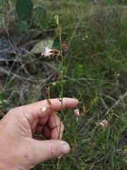 Oenothera sinuosa