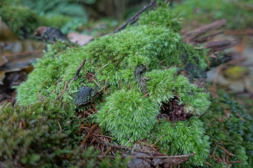 Leucobryum juniperoideum observed 2026-10-10