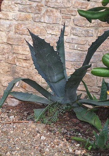 Agave salmiana, 2026-10-11