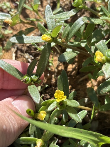 wingpod purslane