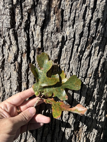 post oak