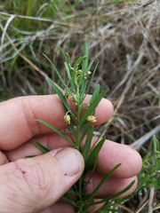 Pombalia verticillata