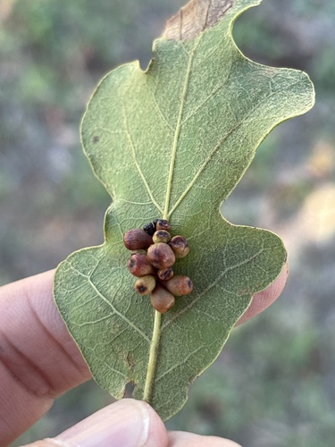 Andricus lustrans