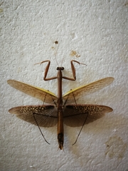 Tenodera aridifolia