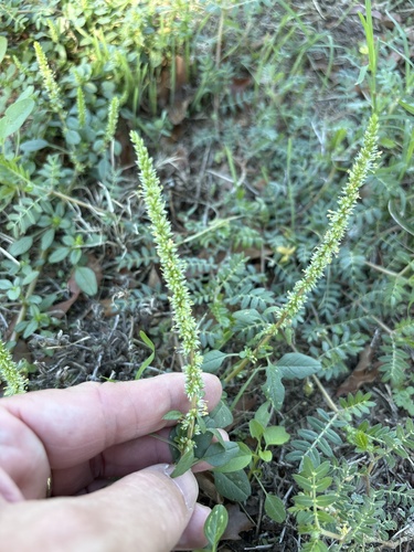 Palmer's Amaranth