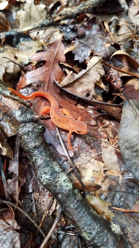 Palmetto Trail: Poinsett Reservoir Passage