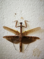 Tenodera aridifolia