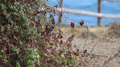 Tarabilla europea
