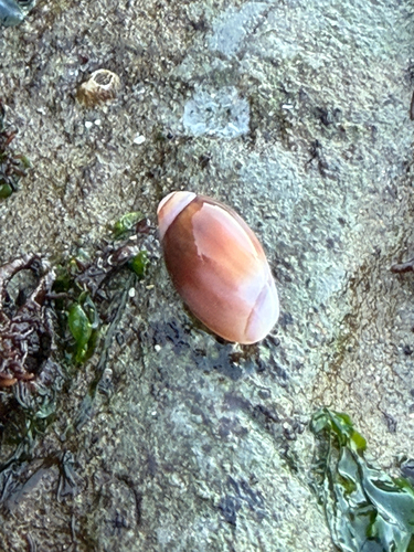 Callianax biplicata observed 2026-10-11