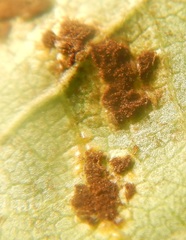 Puccinia merrilliana