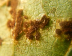 Puccinia merrilliana