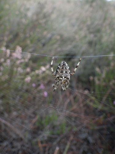 Cross Orbweaver
