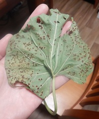 Puccinia merrilliana