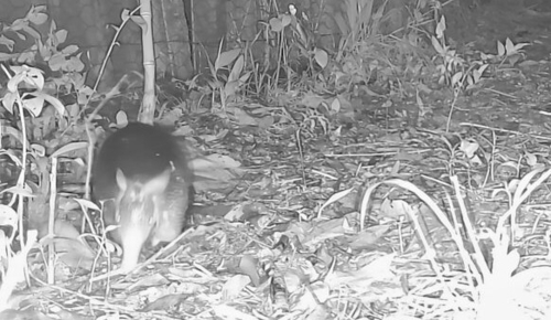Southern Long-nosed Armadillo