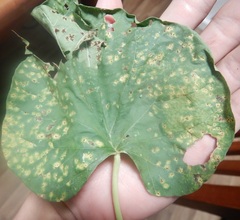 Puccinia merrilliana