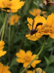 Physocephala burgessi