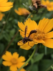 Physocephala burgessi