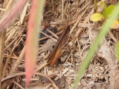 Tropidopolinae