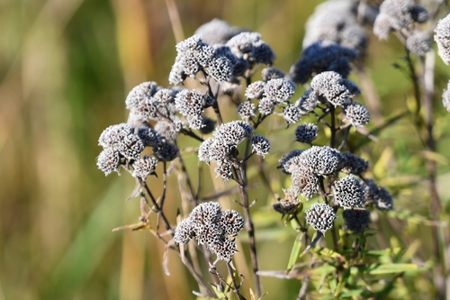 Virginia mountain mint
