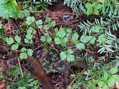 Coptis aspleniifolia