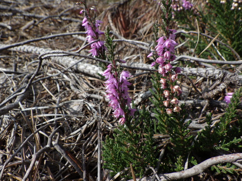 common heather