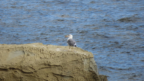 Gaviota patiamarilla