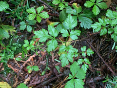 Coptis aspleniifolia