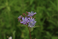 Lactuca sibirica