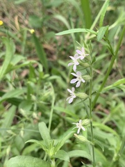 Silene gallica gallica