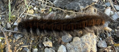 Fox Moth