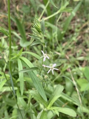 Silene gallica gallica