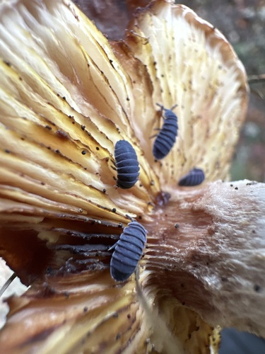 Tetrodontophora bielanensis
