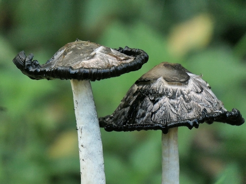 Shaggy Mane