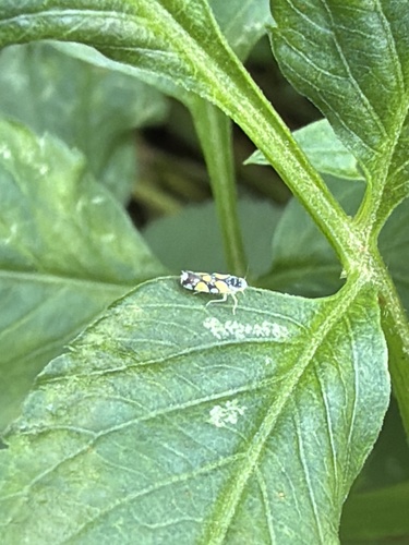 Brazilian Leafhopper