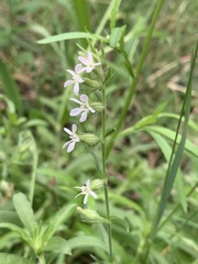 Silene gallica gallica