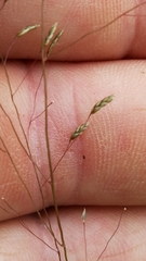 Eragrostis intermedia