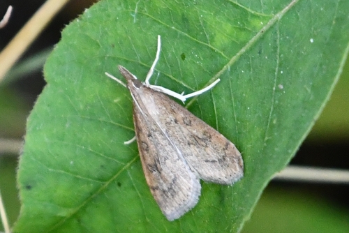 Celery Leaftier Moth