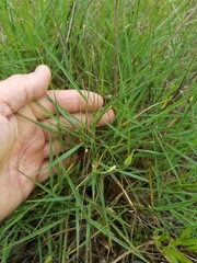 Digitaria cognata