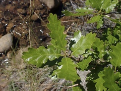 Quercus garryana breweri