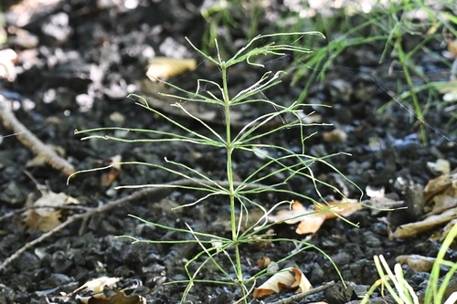 field horsetail