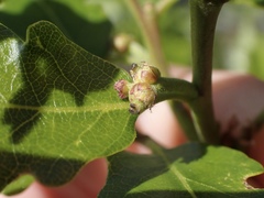 Quercus garryana breweri
