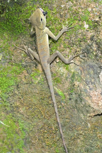 Calotes emma observed 2026-10-09
