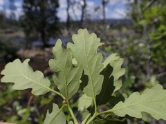 Quercus garryana breweri