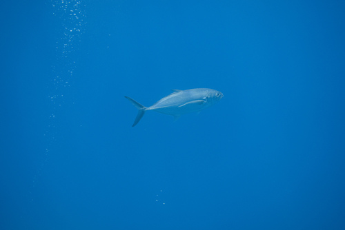 Caranx caballus observed 2026-10-07